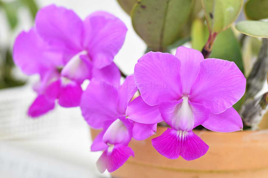 カトレア ワルケリアナ ’ベガ’｜花の手帖の蘭図鑑