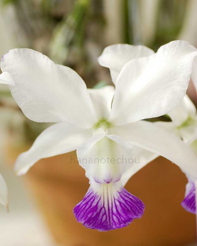 カトレア ワルケリアナ 'ワイオマオ カントリー'｜花の手帖の蘭図鑑