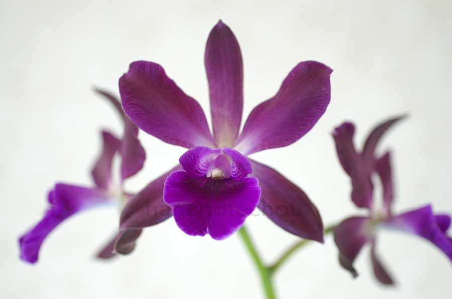  ｜花の手帖の蘭図鑑