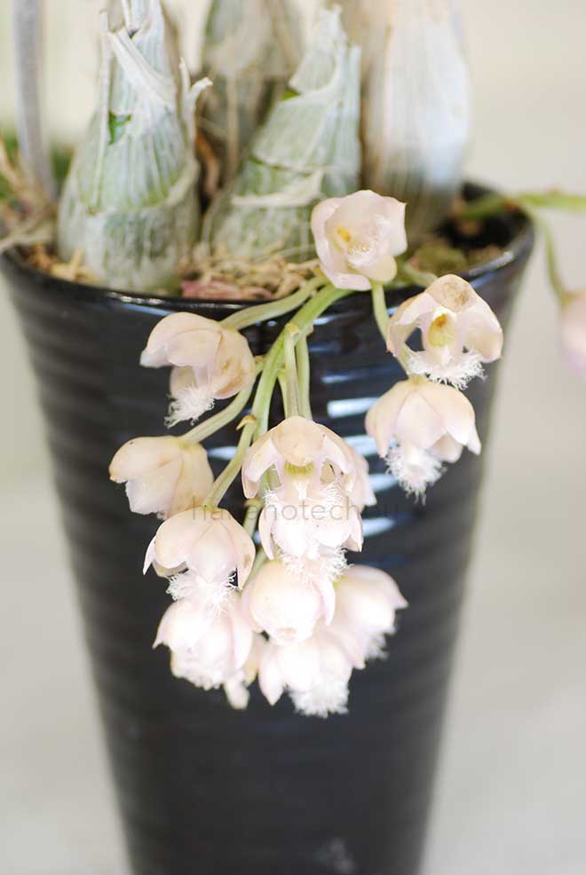 クロウェシア グレイス ダン チャッズ フォード|花の手帖の蘭図鑑