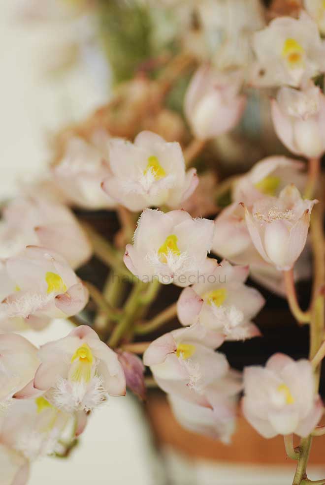 クロウェシア ロゼア 99-2｜花の手帖の蘭図鑑