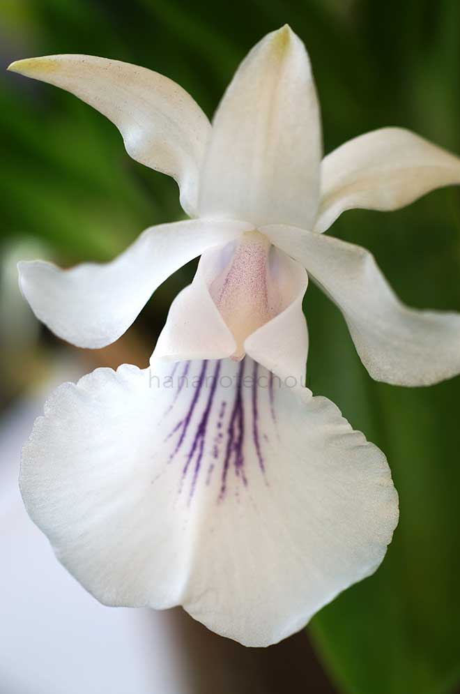  ｜花の手帖の蘭図鑑