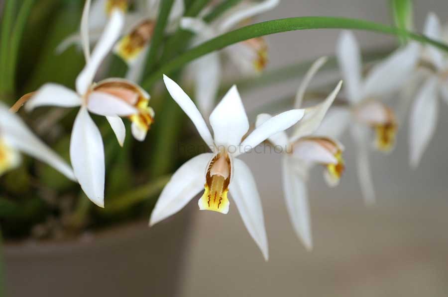 セロジネ グラミニフォリア ジンコウ｜花の手帖の蘭図鑑