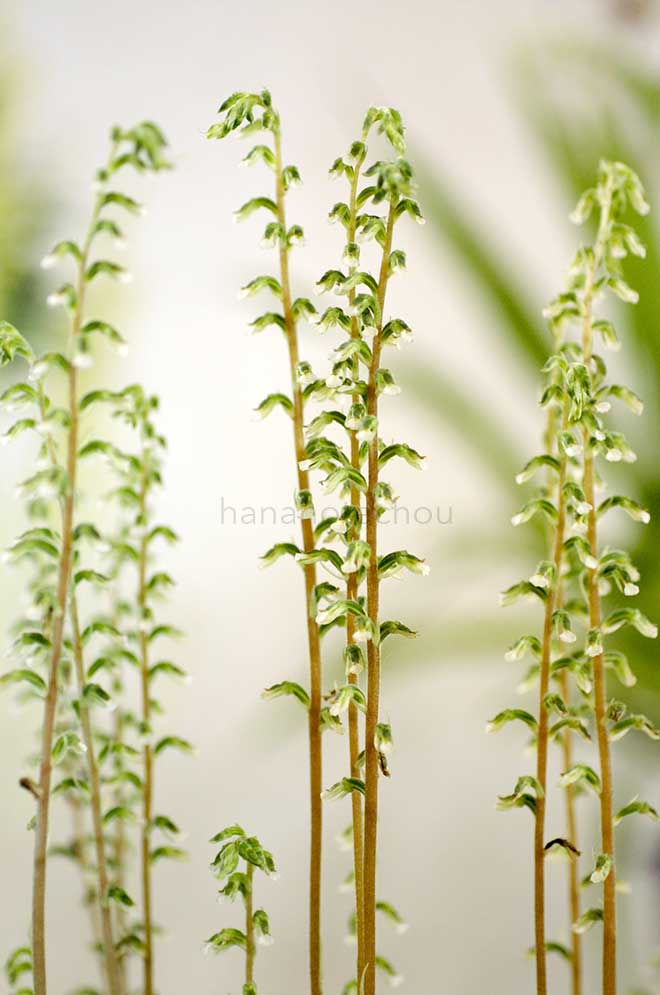  ｜花の手帖の蘭図鑑