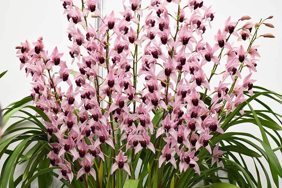 シンビジウム デボンワイン 'ミリオンベール'｜花の手帖の蘭図鑑