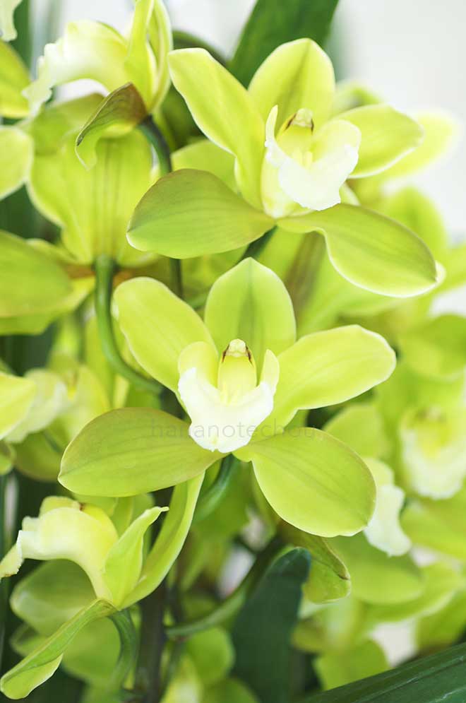 |花の手帖の蘭図鑑