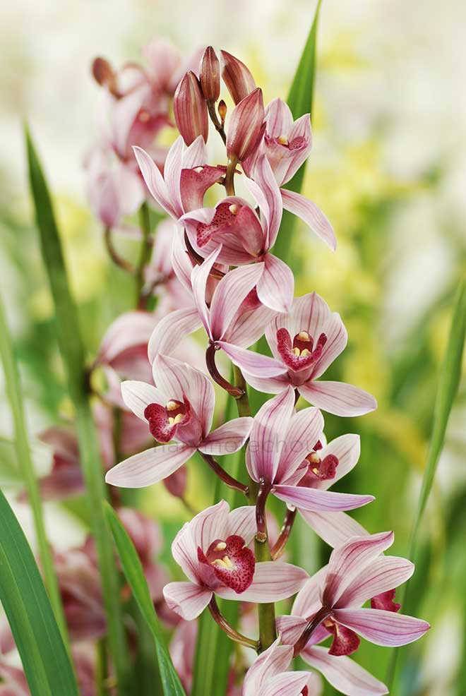  ｜花の手帖の蘭図鑑