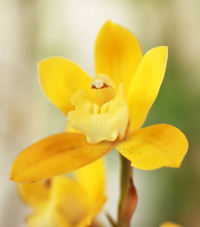 |花の手帖の蘭図鑑