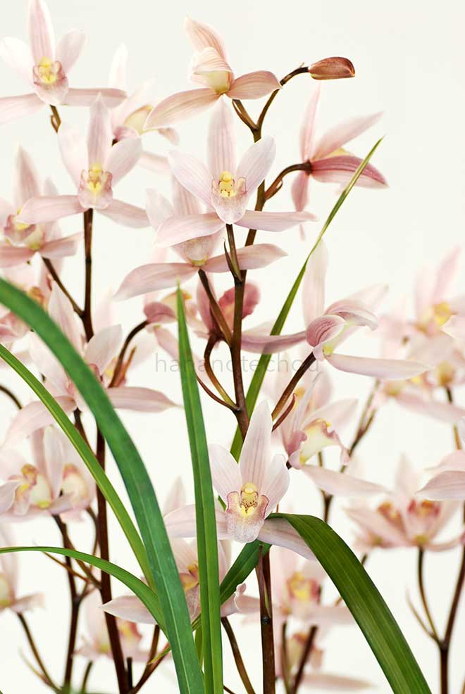  ｜花の手帖の蘭図鑑