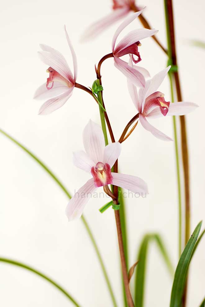 |花の手帖の蘭図鑑