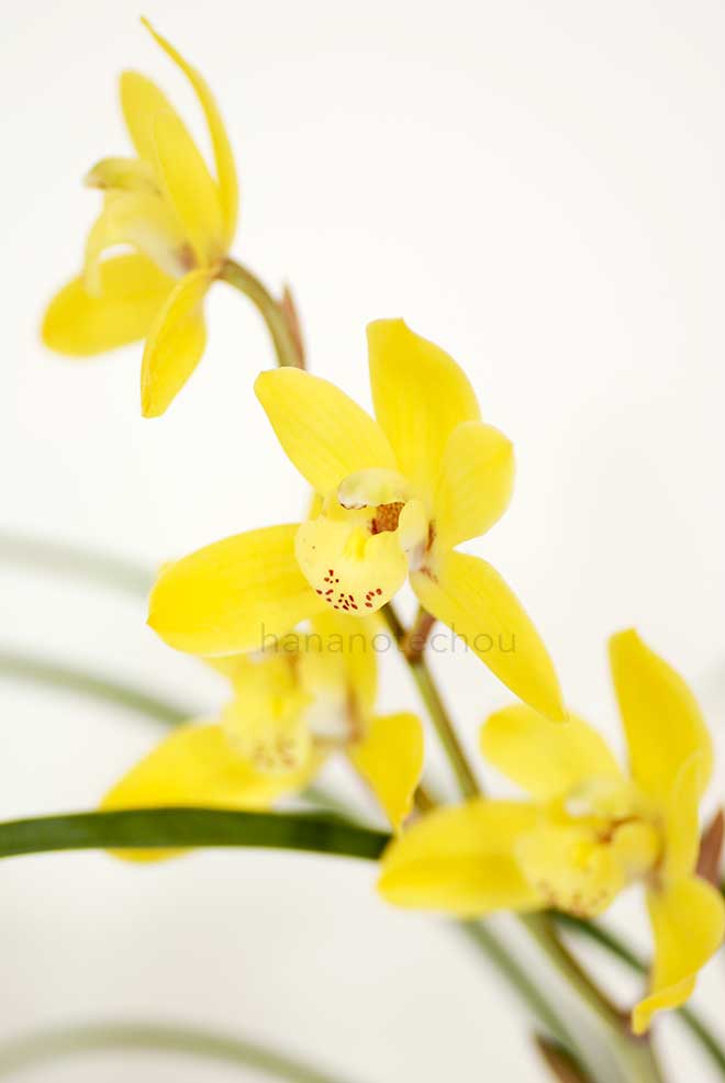  ｜花の手帖の蘭図鑑