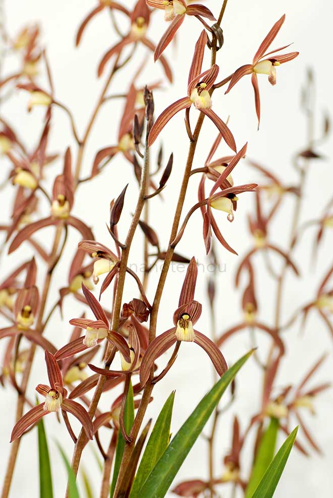  ｜花の手帖の蘭図鑑