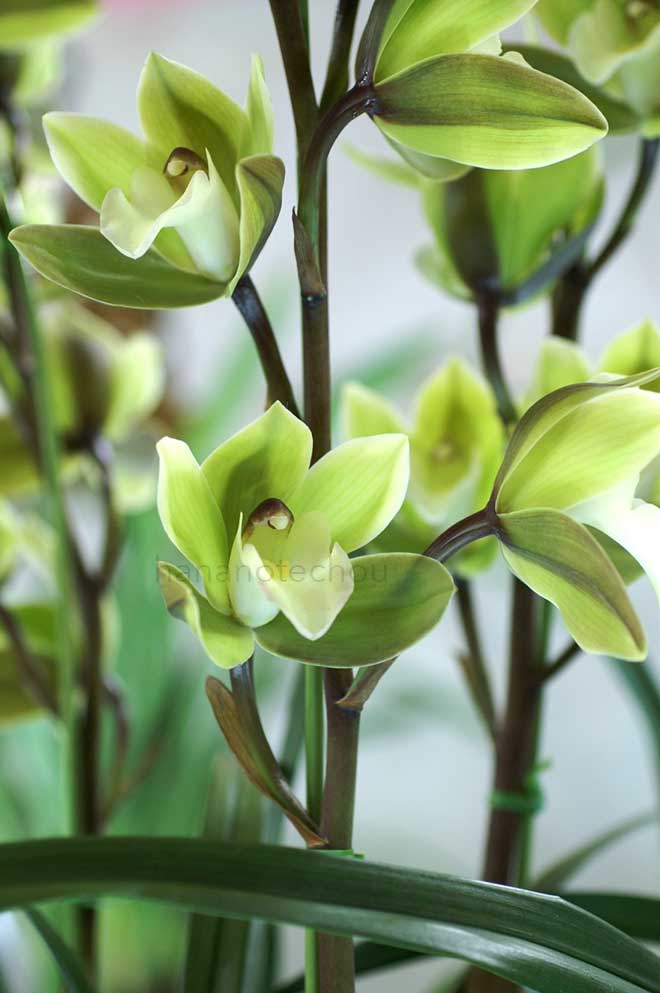  ｜花の手帖の蘭図鑑