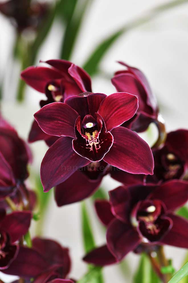 シンビジウム エンザン ダンサー 'コイチョコ'｜花の手帖の蘭図鑑