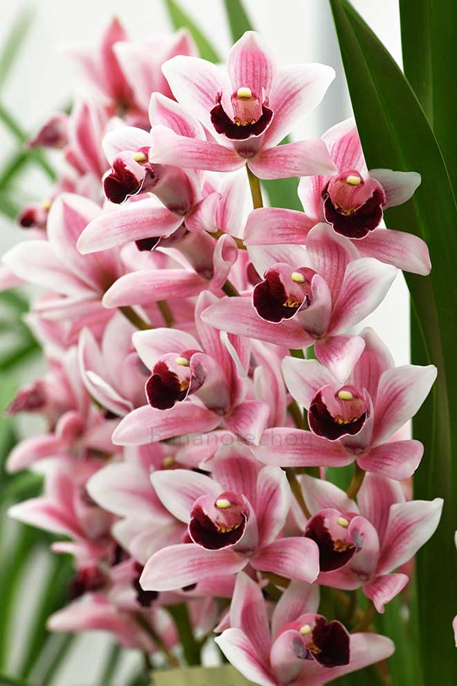  ｜花の手帖の蘭図鑑