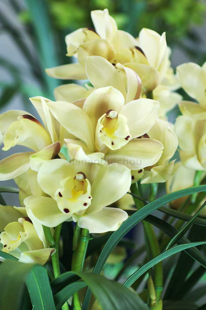 シンビジウム エンザン エブル 'レザレクション'｜花の手帖の蘭図鑑