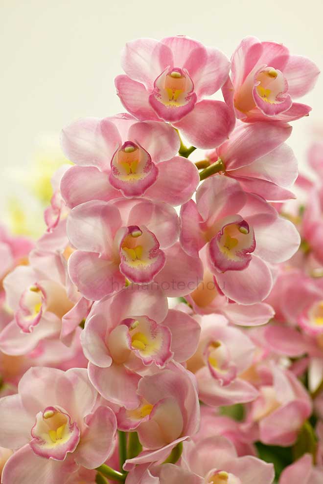 |花の手帖の蘭図鑑