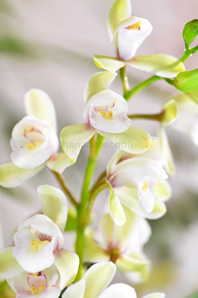 |花の手帖の蘭図鑑