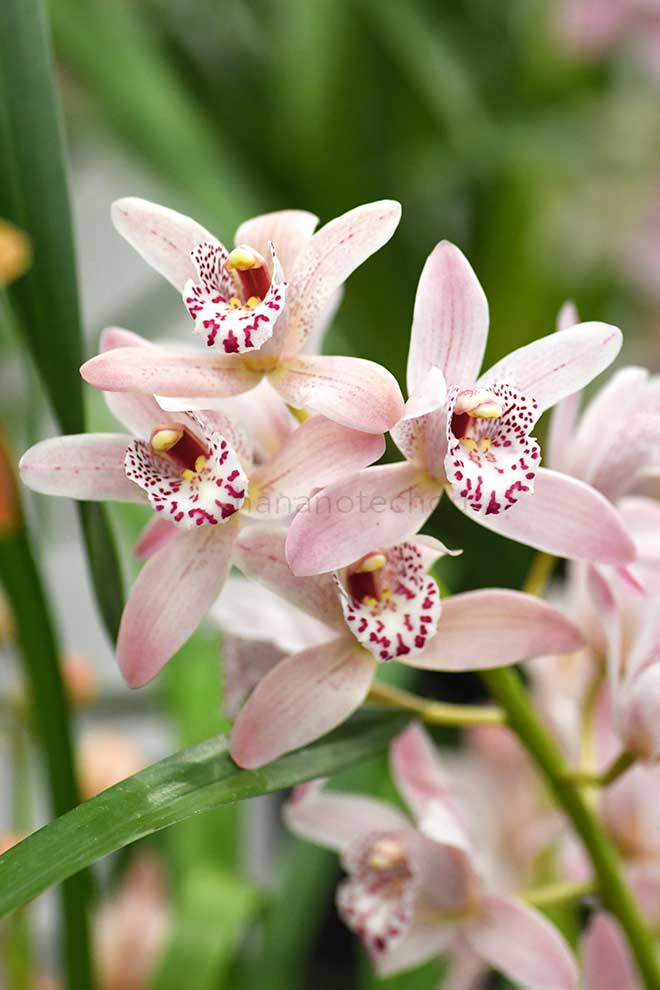 |花の手帖の蘭図鑑