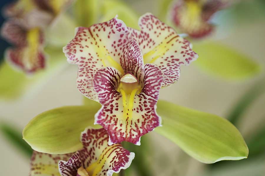  ｜花の手帖の蘭図鑑