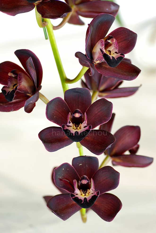  ｜花の手帖の蘭図鑑