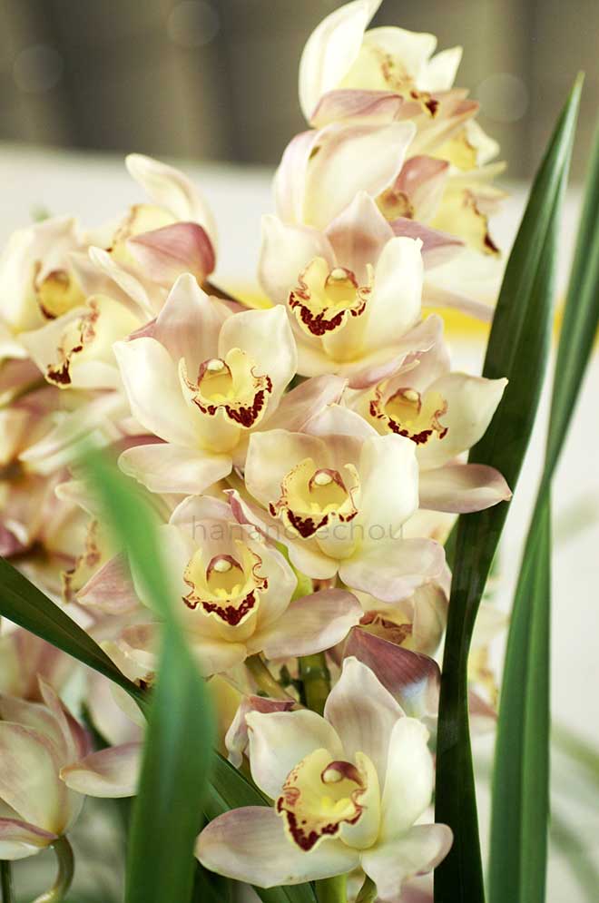  ｜花の手帖の蘭図鑑