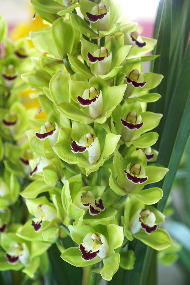 |花の手帖の蘭図鑑