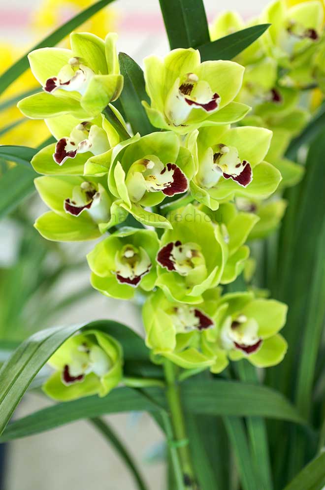 |花の手帖の蘭図鑑