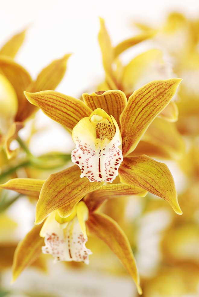 シンビジウム ラブリー ニンフ 'リッカ'｜花の手帖の蘭図鑑