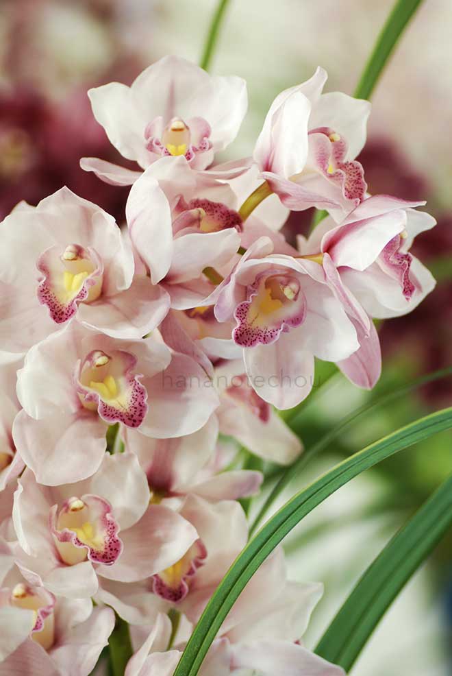  ｜花の手帖の蘭図鑑