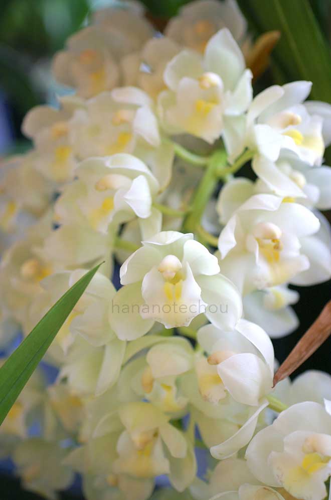 シンビジウム ミニサラー 'ホワイトフォールズ'|花の手帖の蘭図鑑