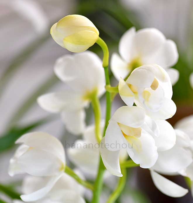  シンビジウム モリノセイ 'オト'｜花の手帖の蘭図鑑