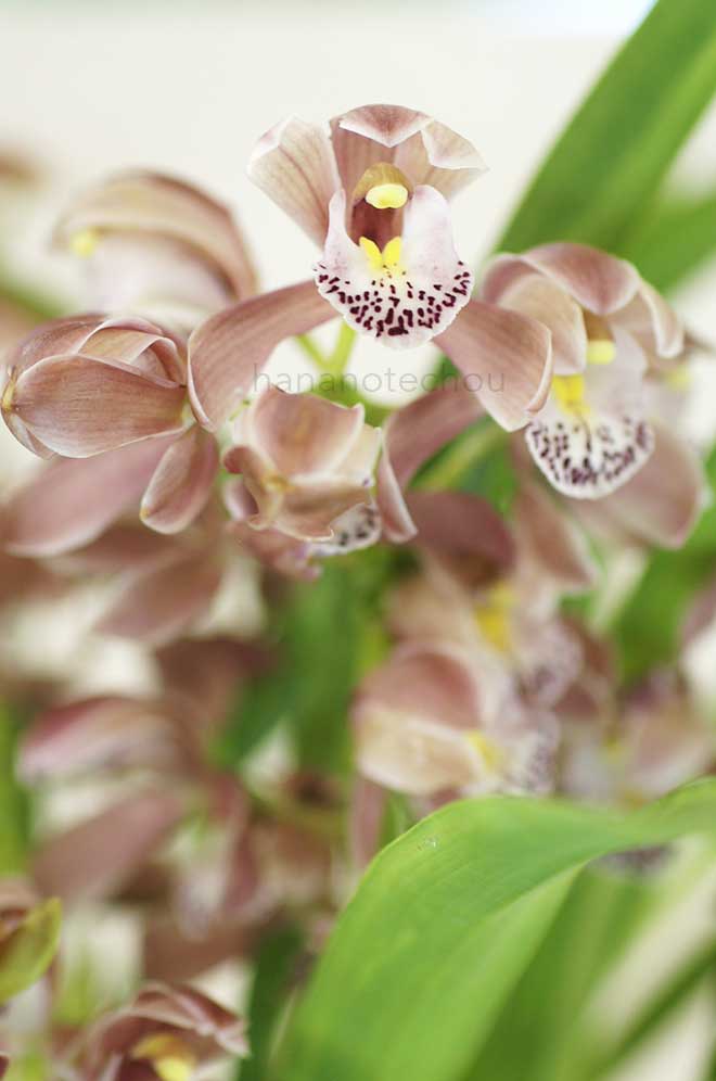  シンビジウム オオイソ 'テイコ'｜花の手帖の蘭図鑑