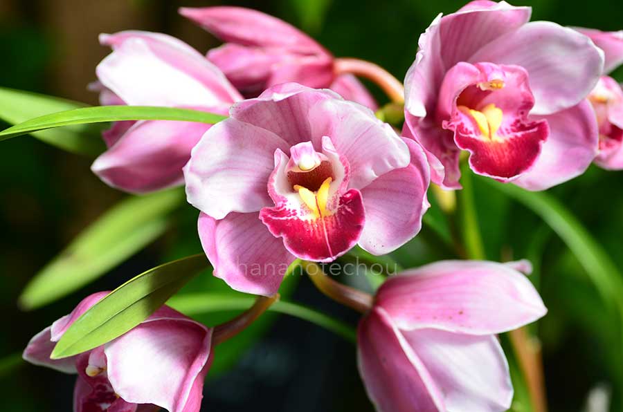 シンビジウム ラズベリー 'クッキー ガール'｜花の手帖の蘭図鑑