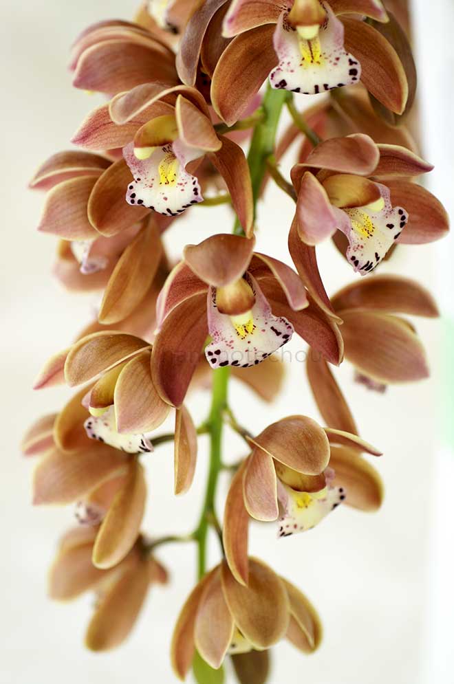  ｜花の手帖の蘭図鑑