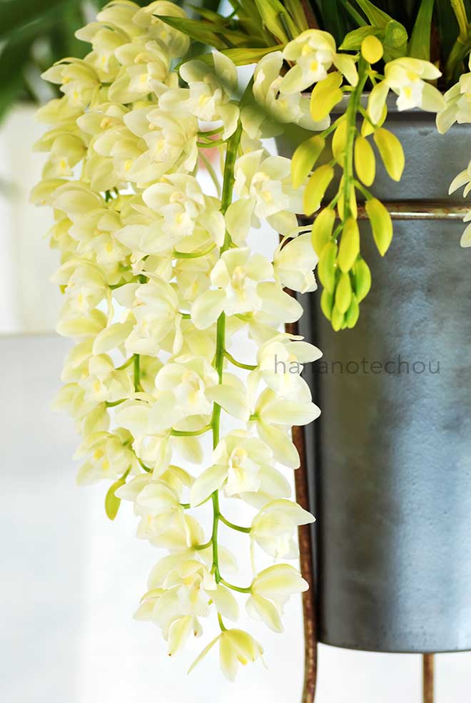 シンビジウム サラジーン 'アイスキャスケード'|花の手帖の蘭図鑑