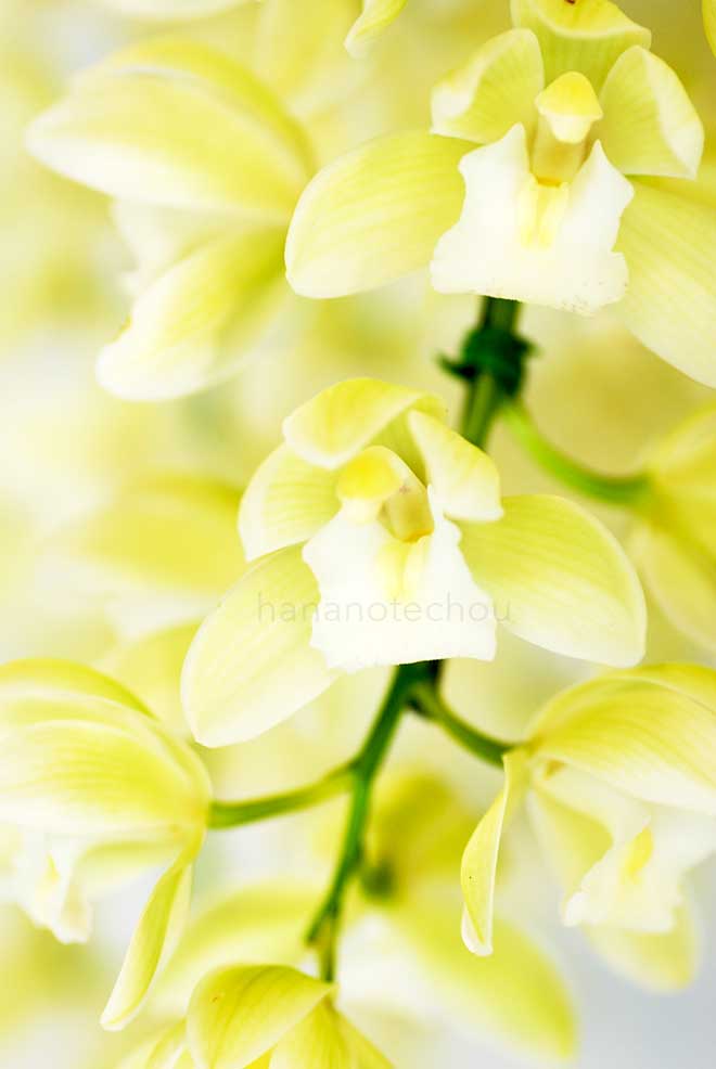 シンビジウム サラジーン 'アイスキャスケード'|花の手帖の蘭図鑑