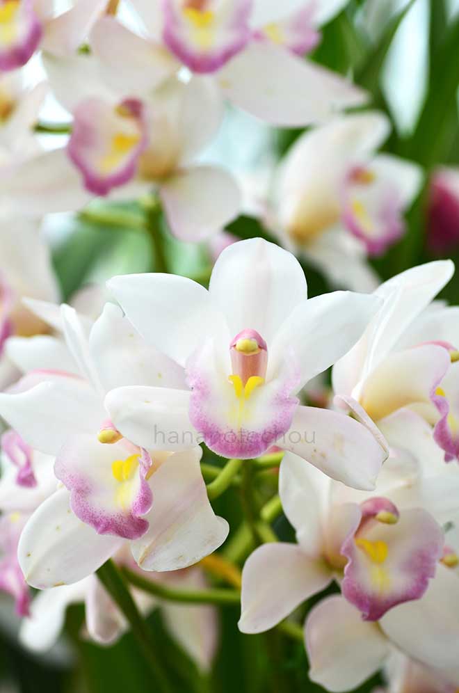  シンビジウム シーサイド スター 'ピュア メモリー'｜花の手帖の蘭図鑑