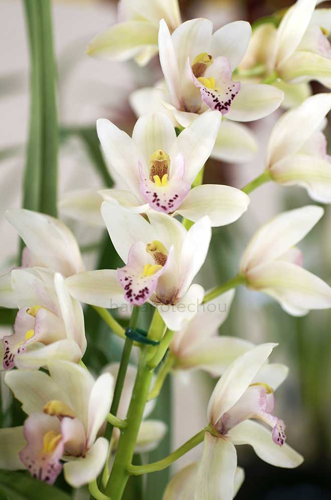 シンビジウム ショウガール 'ハスキー ハニー'｜花の手帖の蘭図鑑