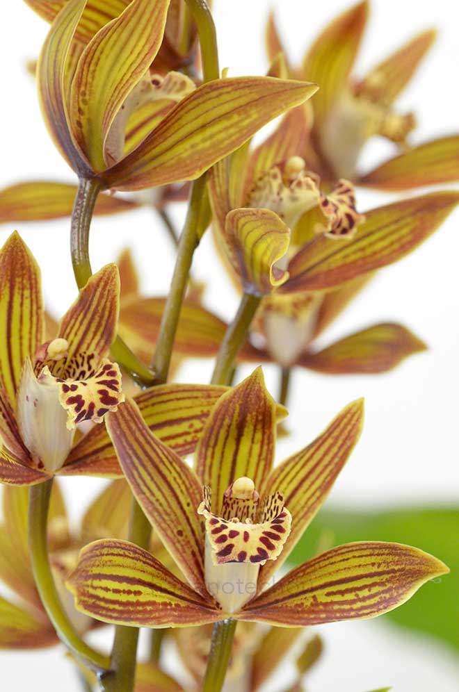 シンビジウム スカイ ナックル 'カゲロウ'|花の手帖の蘭図鑑