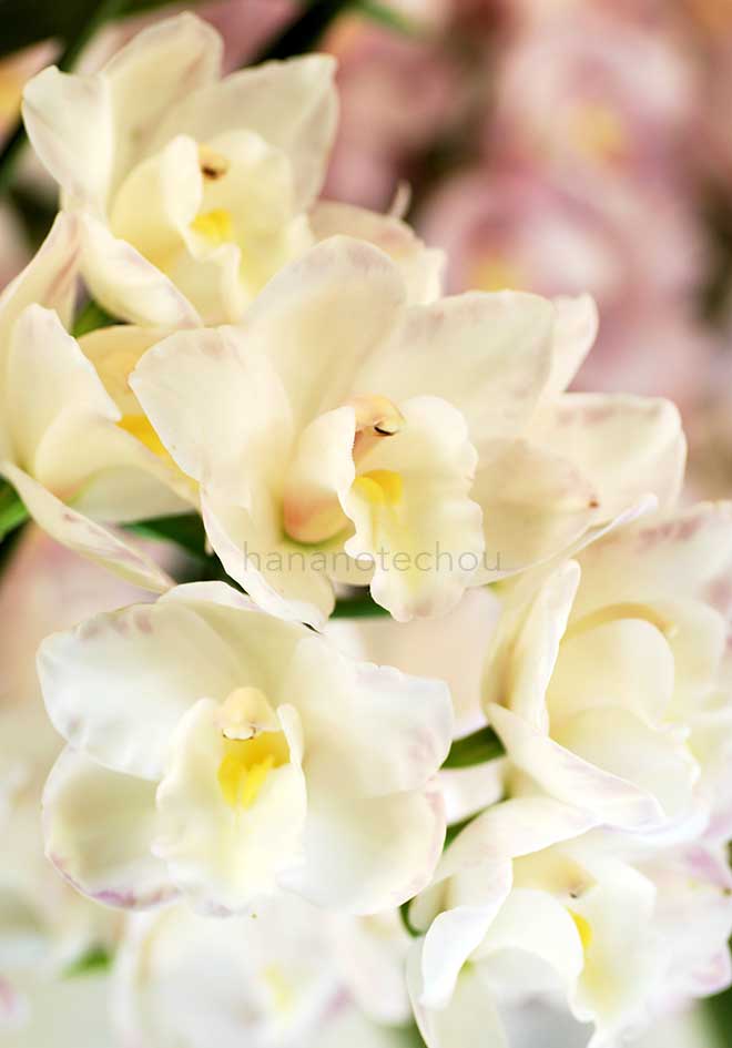 シンビジウム スプレンディド ピンキー 'コイキ'｜花の手帖の蘭図鑑