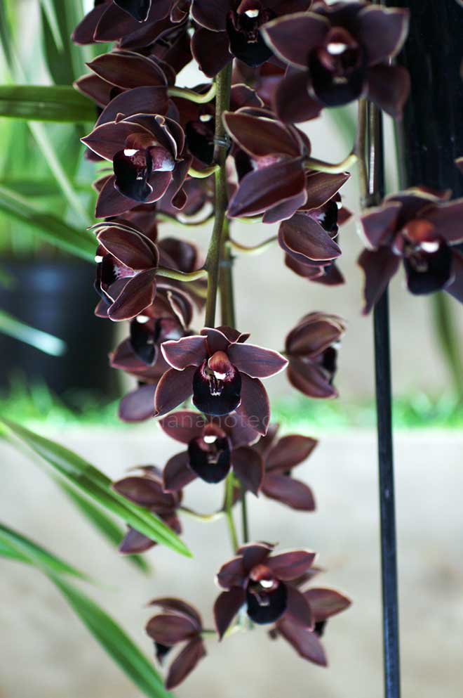 シンビジウム ストリートタンゴ 'ウィンディコウベ'｜花の手帖の蘭図鑑