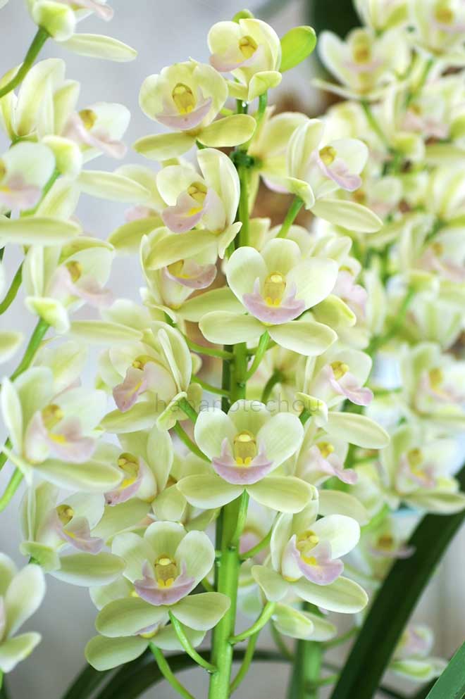 シンビジウム スイートハート 'フリーデン'｜花の手帖の蘭図鑑