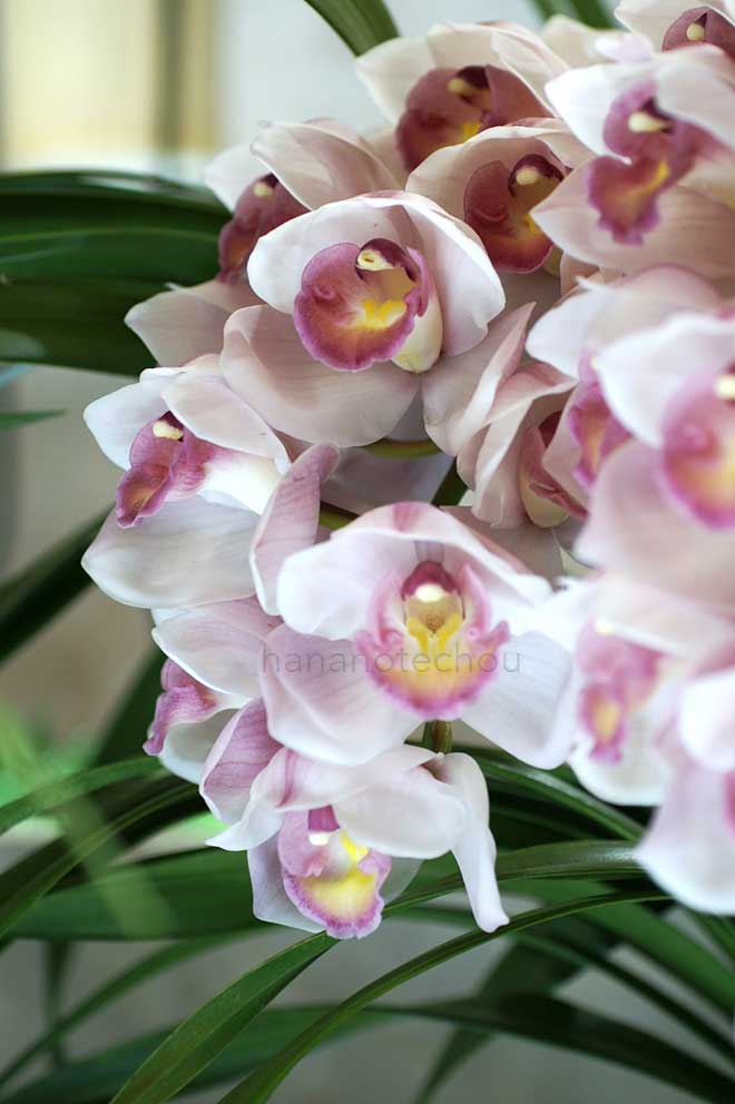 シンビジウム シルバンスプリング 'ピュアウェディング'｜花の手帖の蘭図鑑