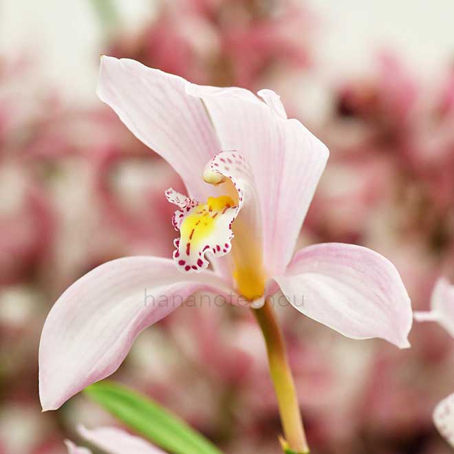 シンビジウム ティアーズ オブ カムイ 'フィール アット'｜花の手帖の蘭図鑑