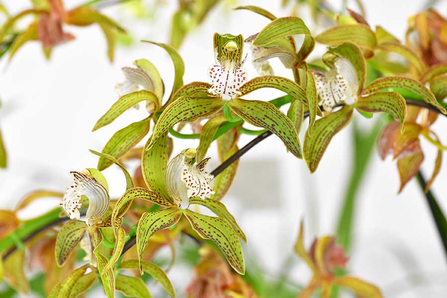 シンビジウム トラシアナム 'ホクソー'|花の手帖の蘭図鑑