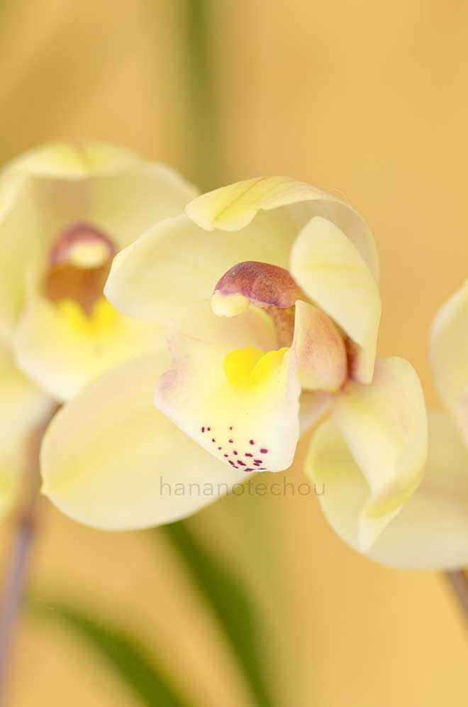 シンビジウム （ワカバ x イースタンビーナス） x イースタンバニー 'ウキフネ'｜花の手帖の蘭図鑑