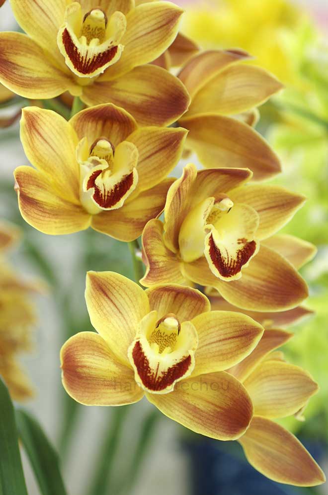 ワラシア x レディ ファンタジー 'レグルス'｜花の手帖の蘭図鑑