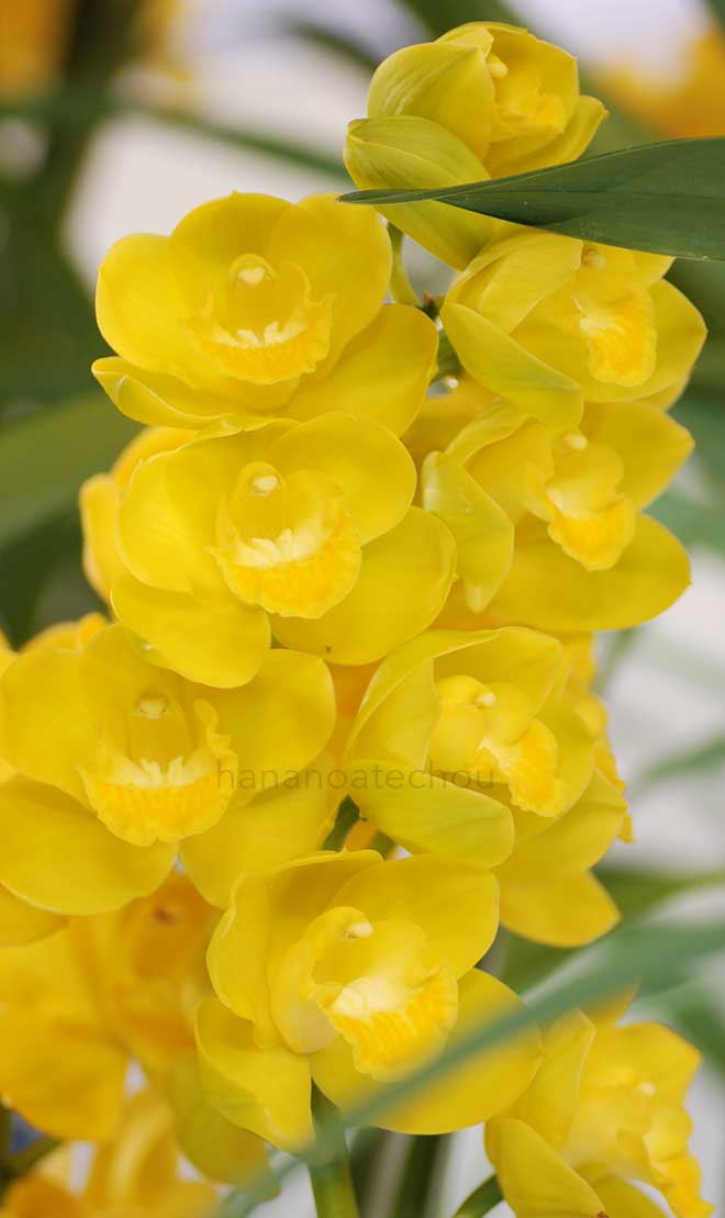  ｜花の手帖の蘭図鑑