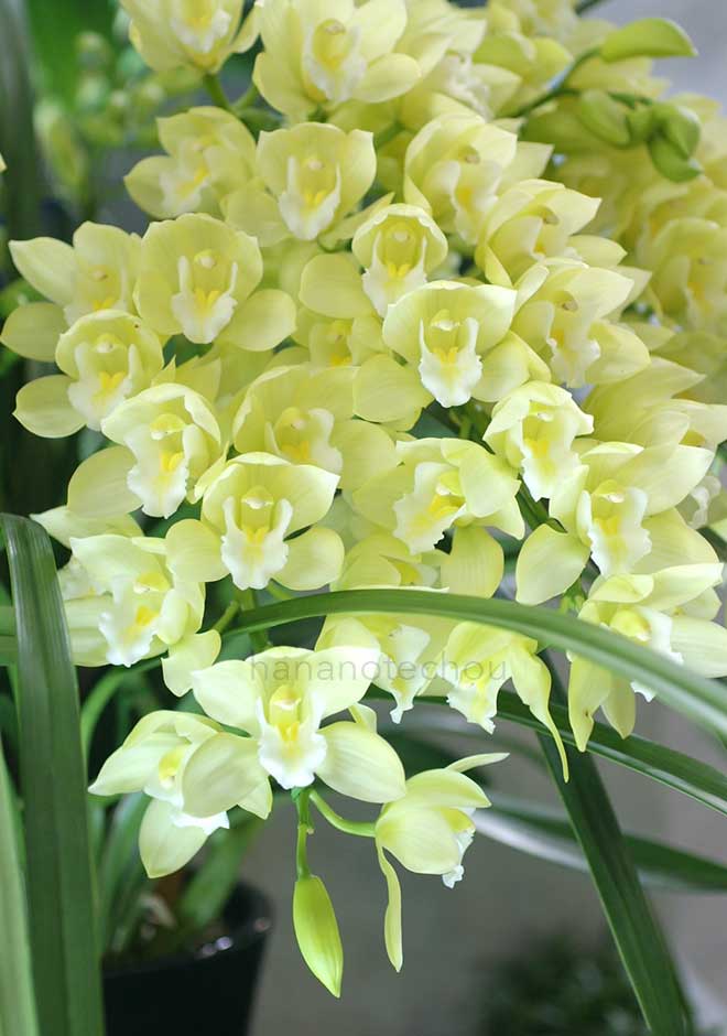 シンビジウム ヤマナシリバティ 'フレッシュミスト'
|花の手帖の蘭図鑑